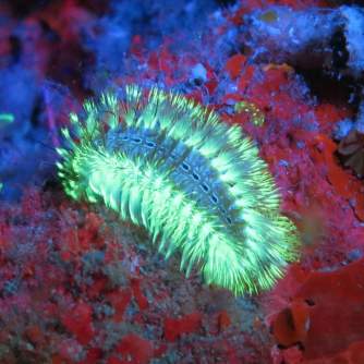 Underwater Photography - SeaLife Sea Dragon Fluoro-Dual Beam (SL673) - quick order from manufacturer