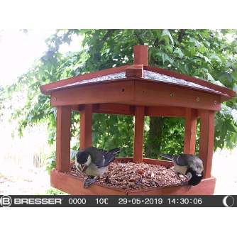 Medību kameras - Bresser Bird/Small Animal-Camera SFC-1 - ātri pasūtīt no ražotāja