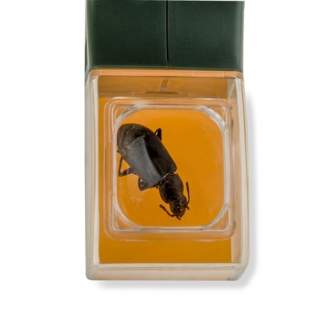 Увеличительные стекла/лупы - Carson Bugview Magnifier with one-handed bug catcher - быстрый заказ от производителя