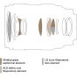 Tamron 35-100mm F/2.8 Di III VXD Nikon Z objektīva optiskās montāžas diagramma ar molētu stikla asfēriskajiem, LD un XLD elementiem