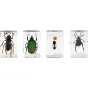 Celestron Microscope Sample 3D Bug Kit 5 - 4 reāli insektu paraugi, saglabāti caurspīdīgā sveķos, detalizētai novērošanai ar digitālajiem mikroskopiem, tostarp Āzijas milzu hornets, krāsainais zeltainais, ants un dārgakmens vard
