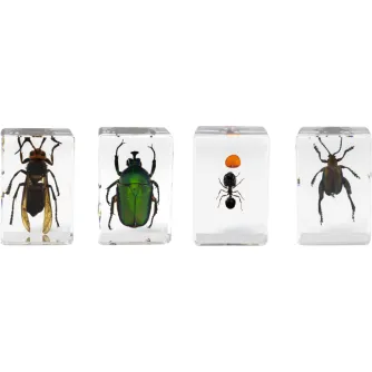 Celestron Microscope Sample 3D Bug Kit 5 - 4 reāli insektu paraugi, saglabāti caurspīdīgā sveķos, detalizētai novērošanai ar digitālajiem mikroskopiem, tostarp Āzijas milzu hornets, krāsainais zeltainais, ants un dārgakmens vard