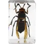 3D insekta paraugs kristāldzidrajā sveķī detalizētai mikroskopiskai izpētei