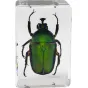 Celestron 3D Bug Kit - Reāls zaļais vabole specimens akrila izstādē