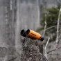 Passion 8x42ED Binoculars Orange